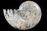 Polished, Agatized Ammonite (Phylloceras?) - Madagascar #133238-1